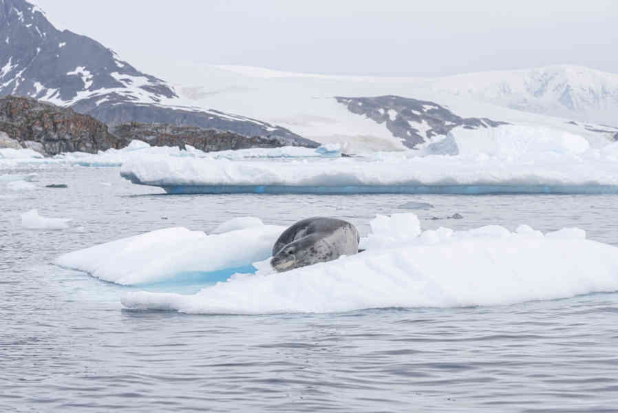 Foca Leopardo - Antártida 01.jpg